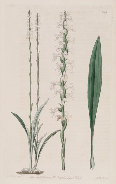 Illustration of Spiranthes Cernua by M. Hart